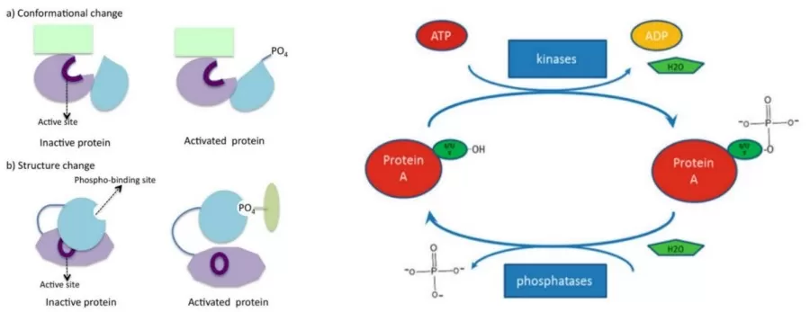 Figure 1. Mechanism of Protein Phosphorylation